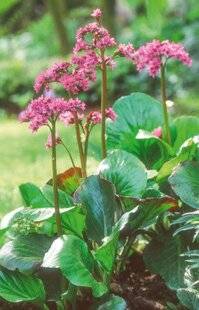L'Ami des Jardins 1170 LES ESSENTIELS