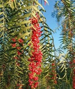 L'Ami des Jardins 1170 À CHAQUE RÉGION SON CLIMAT