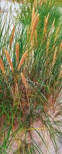 L'Ami des Jardins 1170 UNE GRAMINÉE EN SOL SABLEUX