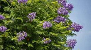 L'Ami des Jardins 1170 UNE ALTERNATIVE AUX PALMIERS