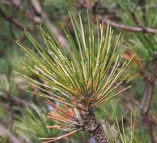 L'Ami des Jardins 1170 DES PINS ENVAHIS DE COCHENILLES