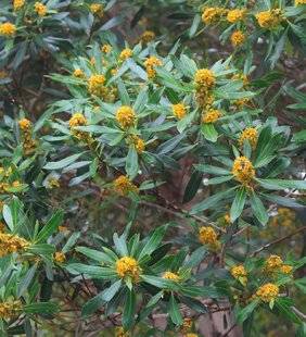 L'Ami des Jardins 1170 ADOPTER UN PERSISTANT DE CHARME