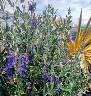 L'Ami des Jardins 1170 DU BLEU POUR ÉGAYER LE GRIS