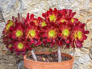 L'Ami des Jardins 1170 BIEN HIVERNER LES AÉONIUMS