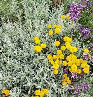 L'Ami des Jardins 1170 PENSER AUX FEUILLAGES GRIS