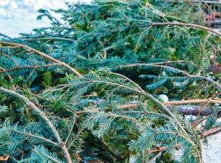 L'Ami des Jardins 1170 RECYCLER LE SAPIN DE NÖEL