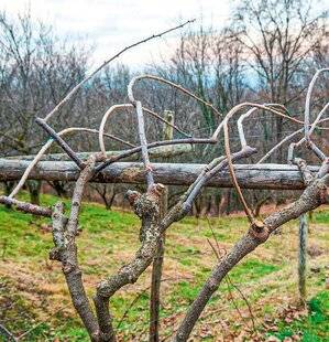 L'Ami des Jardins 1170 TAILLER MAINTENANT VOS ACTINIDIAS (KIWIS)