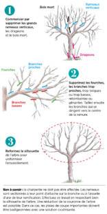 L'Ami des Jardins 1170 FAIRE ENTRER LA LUMIÈRE DANS LA RAMURE DES ARBRES