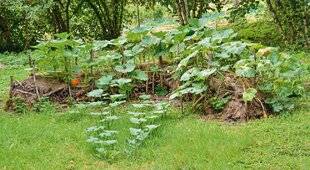 L'Ami des Jardins 1170 ESSAYER LA CULTURE EN LASAGNE