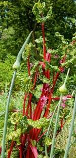 L'Ami des Jardins 1170 MULTIPLIER LES BETTES