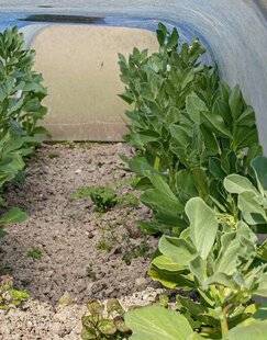 L'Ami des Jardins 1170 PROTÉGER LES FÈVES DU GEL