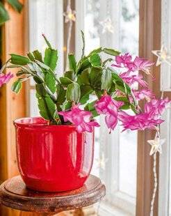 L'Ami des Jardins 1170 FAIRE SOUFFRIR LES CACTUS DE NOËL