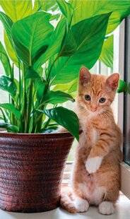 L'Ami des Jardins 1170 LES PLANTES À ÉVITER AVEC LES JEUNES CHATS