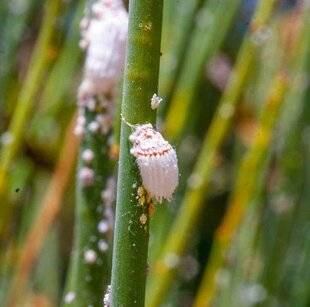 L'Ami des Jardins 1170 LUTTER CONTRE LA COCHENILLE AUSTRALIENNE