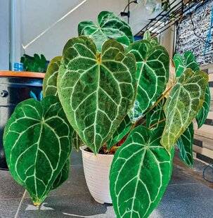 L'Ami des Jardins 1170 DES ANTHURIUMS PAS COMME LES AUTRES