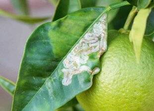 L'Ami des Jardins 1170 DES AGRUMES AUX FEUILLES DÉFORMÉESSOS