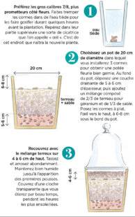 L'Ami des Jardins 1170 PLANTER DES ANÉMONES DE CAEN EN POT