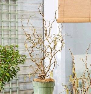 L'Ami des Jardins 1170 UN NOISETIER TRÈS DÉCO EN POT