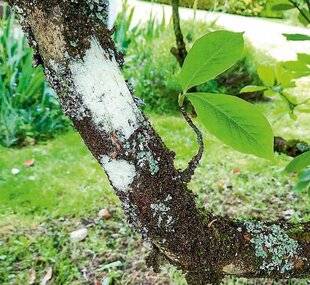 L'Ami des Jardins 1170 Des taches sur le tronc de mon magnolia