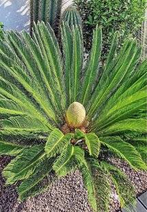 L'Ami des Jardins 1170 Une floraison assez rare