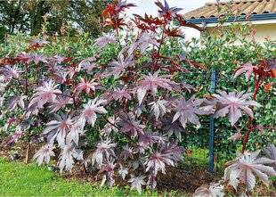 L'Ami des Jardins 1170 RICIN FLAMBOYANT