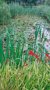 L'Ami des Jardins 1170 Que faire avec un nénuphar envahissant ?