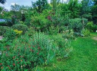 L'Ami des Jardins 1170 UN RONCIER DEVENU VERDOYANT