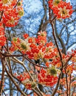 L'Ami des Jardins 1170 EDGEWORTHIA CHRYSANTHA 'RED DRAGON'