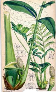 L'Ami des Jardins 1170 LA PLANTE ZZ
