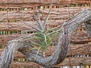 L'Ami des Jardins 1171 Des tillandsias par milliers !