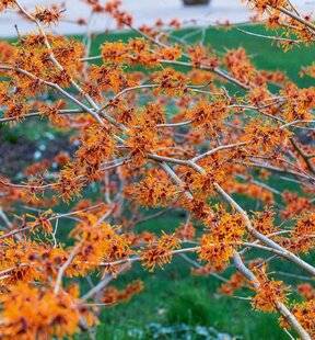 L'Ami des Jardins 1171 LES HAMAMÉLIS SONT EN FLEUR