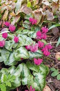 L'Ami des Jardins 1171 UN CYCLAMEN PRÉCOCE