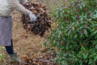 L'Ami des Jardins 1171 QUELLES FEUILLES MORTES UTILISER ?