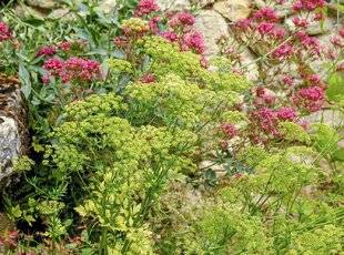 L'Ami des Jardins 1171 PLANTER DES FLEURS PRÉCOCES PRÈS DU POTAGER