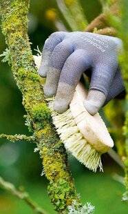 L'Ami des Jardins 1171 LES LICHENS AMIS OU ENNEMIS ?