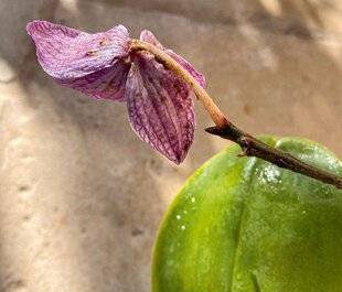 L'Ami des Jardins 1171 DES FEUILLES COLLANTES SUR LE PHALAÉNOPSIS