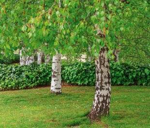 L'Ami des Jardins 1171 Planter au pied d'un bouleau