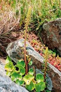 L'Ami des Jardins 1171 NOMBRIL-DE-VÉNUS l'antibobos !