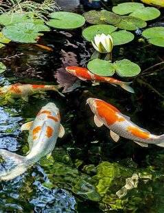 L'Ami des Jardins 1171 LES PRINCIPALES MALADIES DES POISSONS DE BASSIN