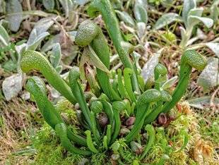 L'Ami des Jardins 1171 LA PLANTE COBRA