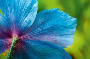 L'Ami des Jardins 1174 Sous la jupe du pavot bleu