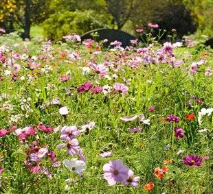 L'Ami des Jardins 1174 Les choix de jardiniers-lecteurs