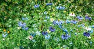 L'Ami des Jardins 1174 Et les deux grands gagnants sont…