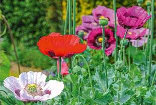 L'Ami des Jardins 1174 LES PAVOTS