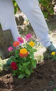 L'Ami des Jardins 1174 Repiquer des zinnias