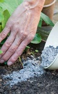 L'Ami des Jardins 1174 Piéger les limaces