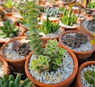 L'Ami des Jardins 1174 Bouturer une crassula