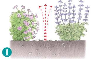 L'Ami des Jardins 1174 PLANTER DES LIS