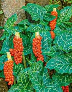 L'Ami des Jardins 1174 3 750
