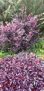 L'Ami des Jardins 1174 POURPRE CONTRE POURPRE